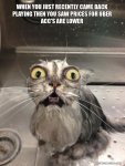 cat meme.jpg