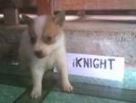 IMG0005A.jpg
