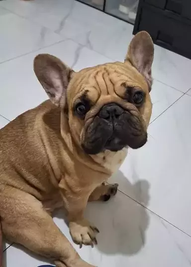 TitanDog