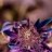 THC